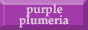 Purple Plumeria