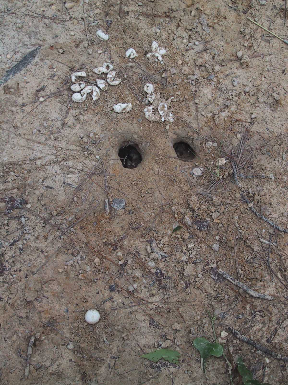Looks like something found where the turtle buried it's eggs.