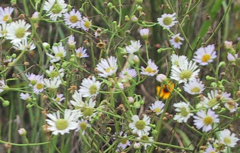 I think these are astors in the family of daisys but I could be wrong.