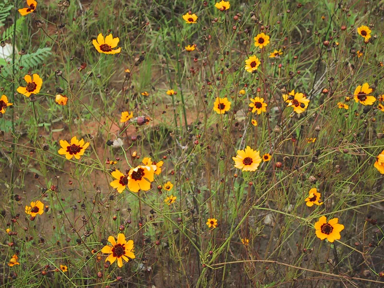 These aren't blackeyed or even brown eyed susans. I'm not sure what they are.