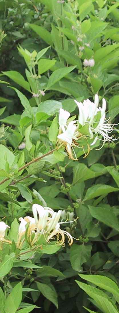 Honeysuckle smells wonderful.
