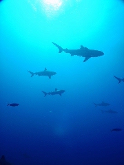 Diving in Australia
