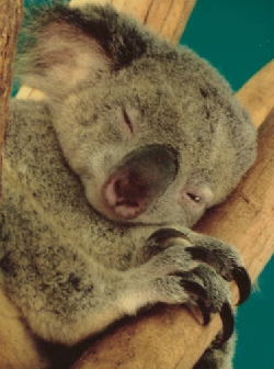 Koala,kuvan otti Riikka