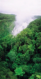 Rainforest