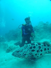 Diving in Cairns 