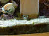 052333_86.JPG (93129 bytes)