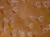 09200238.JPG (131360 bytes)