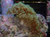 DSCF0005.JPG (92213 bytes)