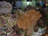DSCF0011.JPG (114307 bytes)