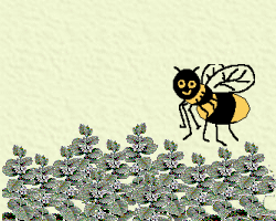 Bee on lemon balm