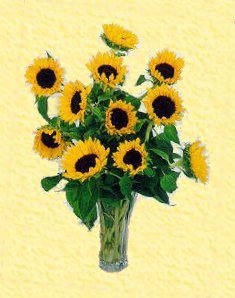 sunflowers