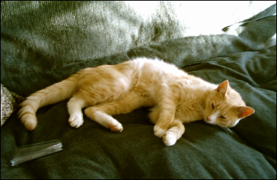 My tiger cat, B.B. He's about a year and a half old. He's extremely hyperactive *most* of the time, and he drives the other cats nuts.
