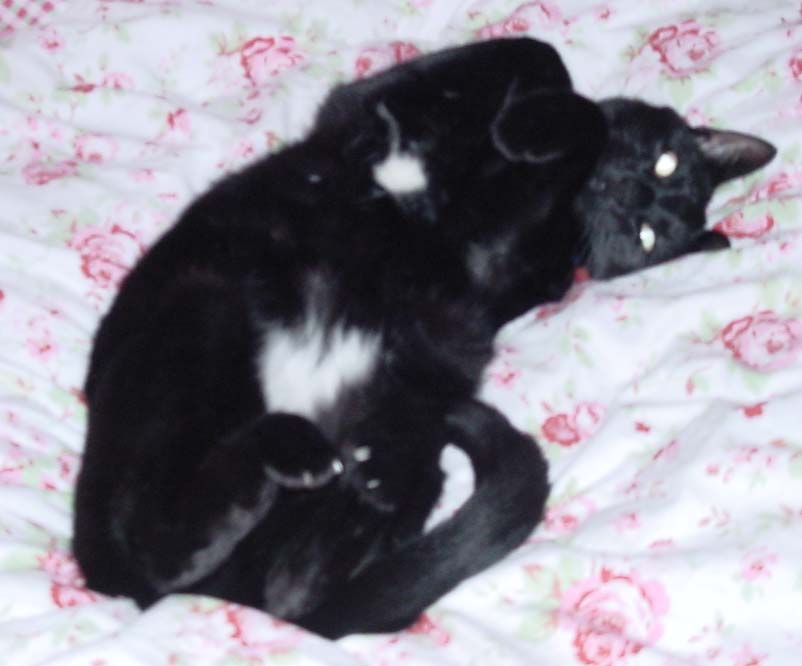 I love this bed