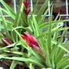 aeranthos