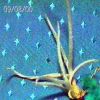 crocata1