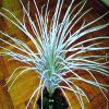 tectorum