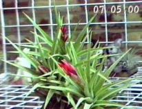 aeranthos