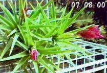 aeranthos-blooming