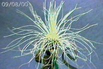 argentea