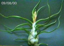 bulbosa