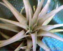 capitata-peach