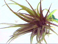 capitata-red