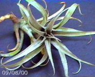 cauligera