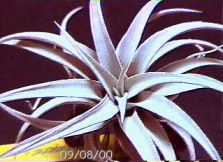 chiapensis