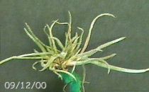 crocata