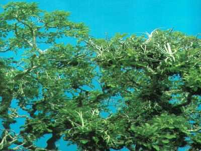 duratiiontree