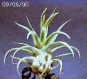 ehlersiana