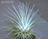 fuchsii