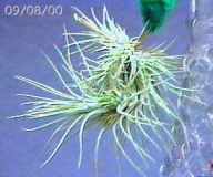 funkiana