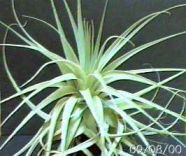 gardneri