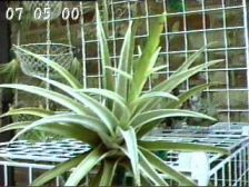 harrisii
