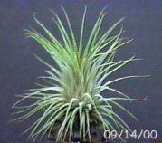 ionantha