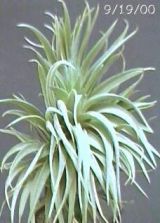 meridionalis