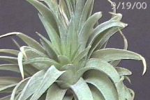 meripup