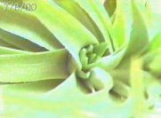 meripup7
