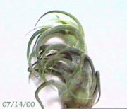 pruinosa