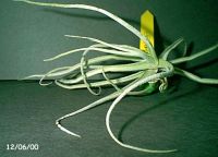 diguettii