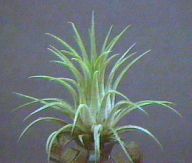 rubra