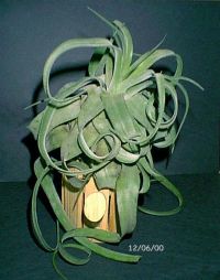 streptophylla