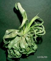 streptophyllaS