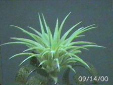 stricta