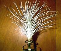 tectorum_side