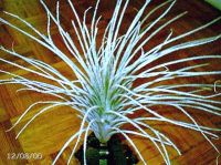 tectorum_top