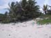 Turtle nests