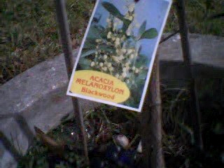 blackwoodwattle