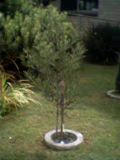Joe'stributetree
